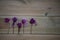 Winter photography image of pink purple cyclamen flowers from my garden on rustic wood background and space