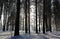 Winter Pine Forest