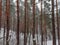 Winter pine forest covered with snow after a snowfall