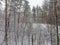 Winter pine forest with deciduous bushes on a foreground