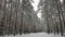 Winter pine forest in January