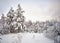 Winter pine forest landscape