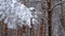 Winter Pine Forest with Snow-covered branches Christmas Trees. Slow Motion