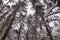 Winter pine forest. Trees covered with snow. Bottom view