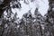 Winter pine forest. Trees covered with snow. Bottom view