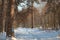 Winter in pine forest trees with white snow walkway. Outdoor woods nature landscape at cold sunny day Walking outdoor through pine