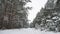 Winter pine path christmas tree nature forest wildlife winter landscape, beautiful snow is