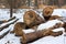 Winter pine stump, result of tree felling. Total deforestation, cut forest