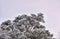 Winter  pine tree covered with snow on gloomy sky  background.  Tall tree