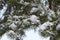 Winter pine tree with evergreen long needles frozen, covered with glowing white ice, frosty morning