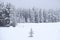 Winter Pine Trees Frozen Forest Snow Covered Pines