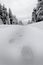 Winter Pine Trees Frozen Forest Snow Covered Pines