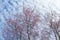 Winter pink cherry blossom Sakura flower foliage against sky b