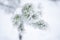 Winter plants in rime snow frost