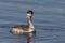 Winter plumage horned grebe podiceps auritus