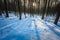 Winter polish forest