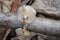 Winter Polypore fungus or Lentinus brumalis syn. Polyporus brumalis on tree branch