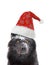 Winter portrait canadian black wolf in santa claus hat isolated on white