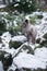 Winter Portrait of Grey Polar Fox.