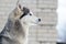 winter portrait of a husky dog against a snowy nature background