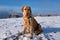 Winter Portrait of a Loyal Golden Retriever