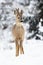 A winter portrait of roe deer with growing antlers covered in velvet in forest