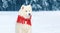 Winter portrait white Samoyed dog in red scarf sits on snow