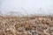 Winter Prairie with dry vegetation