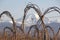 Winter Raspberry Crop and Mount Baker