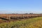 Winter Raspberry Field