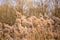 Winter reeds in the background of willow trees in the Park of Moscow. Russia.