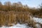 Winter reeds in the background of willow trees in the Park of Moscow. Russia.