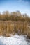 Winter reeds in the background of willow trees in the Park of Moscow. Russia.