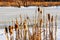 Winter reeds in sunset