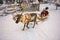 Winter Reindeer sledge racing in Ruka in Lapland in Finland