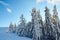 Winter rime and snow covered fir trees branches on mountainside on blue sky background on sunrise. Pine trees after