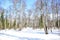 Winter road through a birch grove. Young spruce trees in the forest. Sunny
