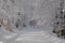 Winter road in harghita mountains,romania