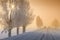 On the winter road, the poplar trees are covered with thick white frost. Cars are driving in fog. Fluffy poplar, the dawn sun