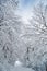 Winter road running between frozen trees