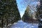 Winter road, snow-covered forest on a sunny day. High snowdrifts on the road. Smooth rows of coniferous Thuja trees.