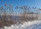 Winter Roadside in Wilmot Township