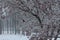 Winter Robin on a Hoarfrost Coated Tree