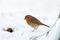 Winter Robin Profile Snow with Green Shoots