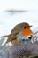 Winter Robin Puffed up Feathers in Snow