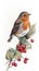 Winter robin on red berry twigs in winter, AI generative