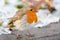 Winter Robin with Snowy Backround Close up