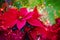 Winter rose, poinsettia - Red winter / christmas flower - Festive bokeh lights, lens flares, lights