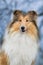 Winter rough collie portrait