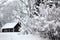 Winter rural landscape, house